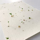 Newborn Baby Plantable Gift Card by The Physic Garden - The Physic Garden