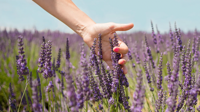 5 Ways Lavender Helps You Sleep