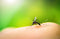 Do Natural Insect Repellents Actually Work?